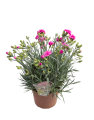Nelliker Dianthus hybrid 17 cm potte